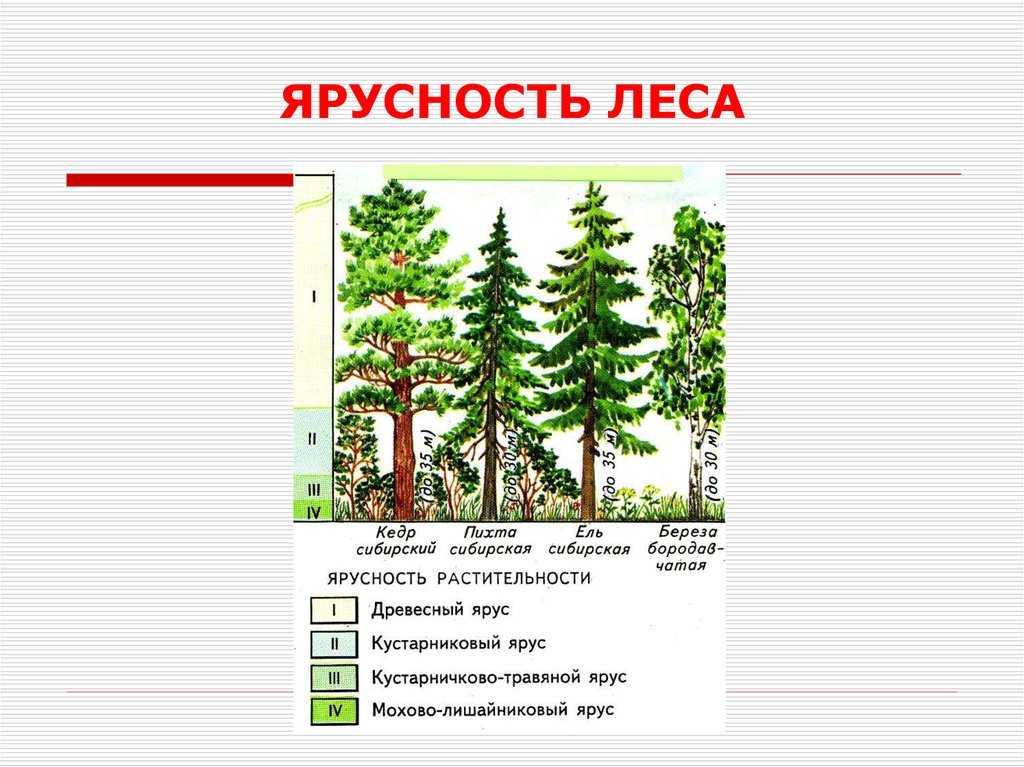 Ярусность леса рисунок